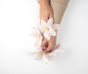two female hands holding blooming white clematis buds