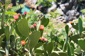 A flowered wild cactus on a cliff by the seashore.