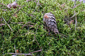 Moss and cone of a pine. June wood close up. Central Russian plain.