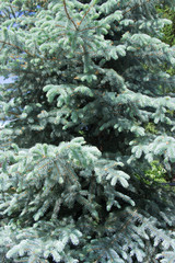 The branches of the blue spruce close-up. Blue spruce or prickly spruce (Picea pungens) - representative of the genus Spruce from the Pine family.