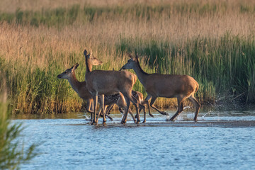 rotwild an der ostsee