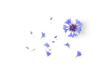 Obraz na płótnie Canvas Blue cornflowers isolated on white background.