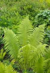 Beautyful ferns leaves green foliage natural floral fern background in sunlight.