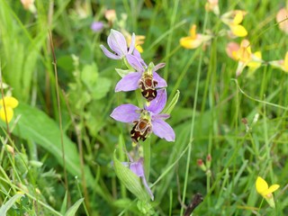 Fototapeta premium Ophrys apifera, known in Europe as the bee orchid