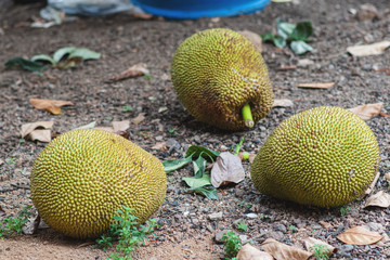 Ripe jackfruit ,that fell from the tree