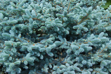 The branches of the blue spruce close-up. Blue spruce or prickly spruce (Picea pungens) - representative of the genus Spruce from the Pine family.