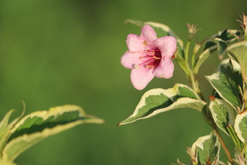 Obraz premium Pink weigela flower. Ornamental plant. Variegata.