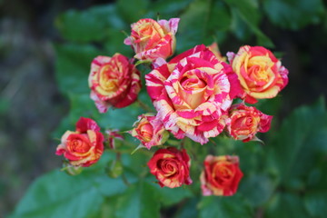 Beautiful scented colorful roses bloom in the garden