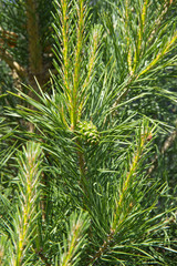 fresh fir branches on natural background