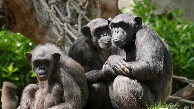 Portrait of a chimpanzee