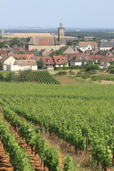 Fototapeta na wymiar Bourgogne - vignoble - village de Marsannay
