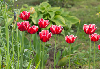 Obraz premium Beautiful red tulips in the garden Spring flowers