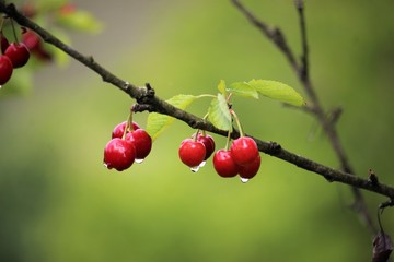 cherry branch with raindrops 