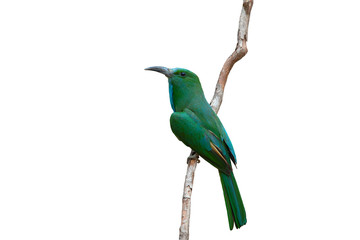 Blue-bearded Bee-eater isolated on white background,Green bird and slender mouth