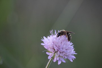 close-up of a lilac field flower with bee