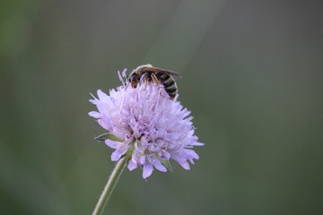 close-up of a lilac field flower with bee