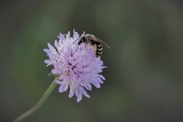 close-up of a lilac field flower with bee