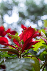ポインセチアと美しいボケ