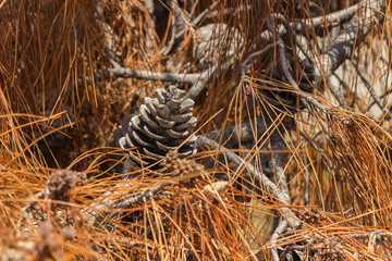 a pine cone on a dry pine branch, close-up