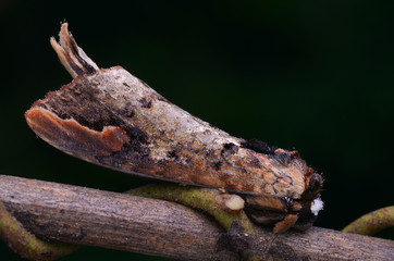 Buff-tip Moth 