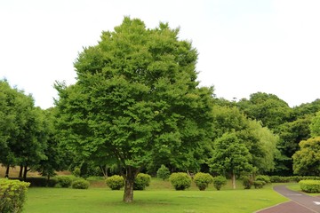 風景　道　緑　田舎　公園　杤木