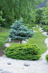 blue spruce in the city Park in natural light in summer