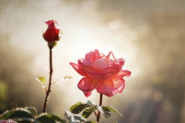 close-up of a pink rose with a warm background light