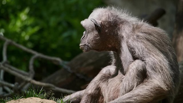 Portrait of a chimpanzee
