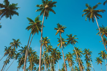 Coconut palms tropical beach jungle forest