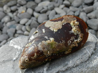mussel in a shell on the rocks