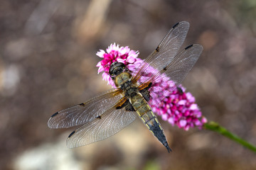 Four-spotted Chaser (Libellula quadrimaculata)