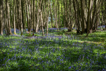 Bluebell wood West Malvern Worcestershire