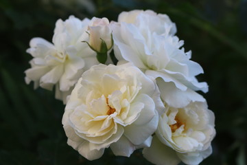 Fragrant elegant roses bloom in the garden