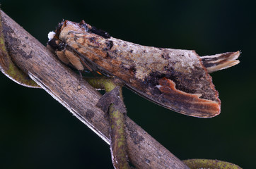 Buff-tip Moth 