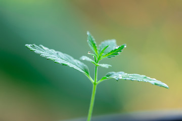 Backgrounds of Cannabis trees are growing on the ground, Used to study the treatment of diseases.