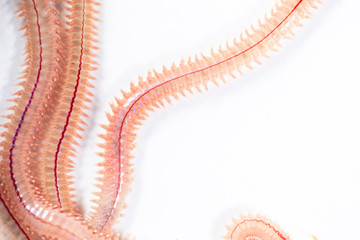 Sand Worm (Perinereis sp.) is the same species as sea worms (Polychaete), Living in a beach area with relatively shallow water levels for education in laboratory.