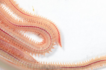 Sand Worm (Perinereis sp.) is the same species as sea worms (Polychaete), Living in a beach area with relatively shallow water levels for education in laboratory.