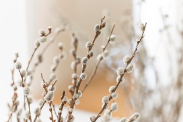 decorative room flowers isolated. macro flowers