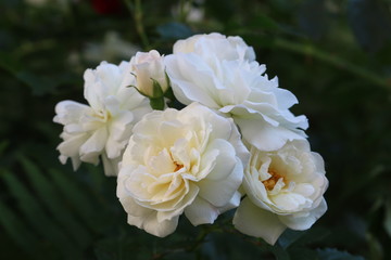 Fragrant elegant roses bloom in the garden