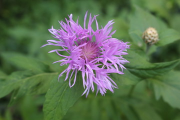  Bright pink flowers bloomed  in spring.