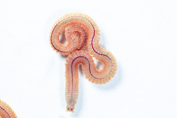 Sand Worm (Perinereis sp.) is the same species as sea worms (Polychaete), Living in a beach area with relatively shallow water levels for education in laboratory.