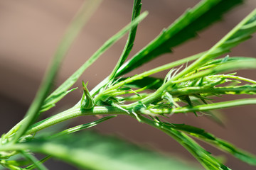 Backgrounds of Cannabis trees are growing on the ground, Used to study the treatment of diseases.