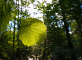 leaves of a tree