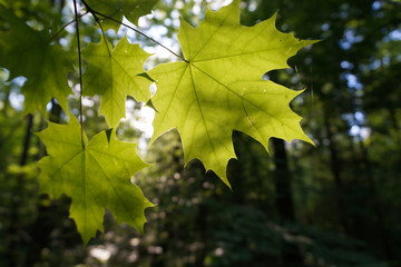 green maple leaves