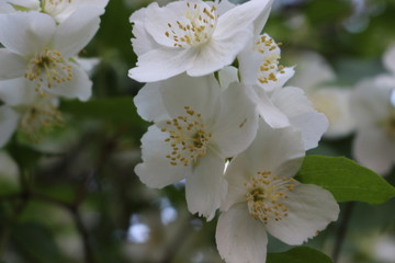  Jasmine bush bloomed with white fragrant flowers