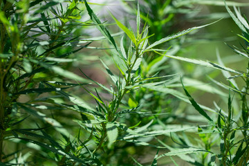 Backgrounds of Cannabis trees are growing on the ground, Used to study the treatment of diseases.