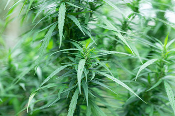 Backgrounds of Cannabis trees are growing on the ground, Used to study the treatment of diseases.