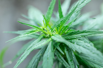 Backgrounds of Cannabis trees are growing on the ground, Used to study the treatment of diseases.