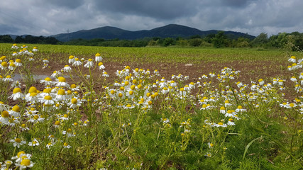 daisies with backdrop of the Malvern Hills Malvern Worcestershire