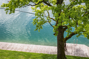 beautiful close up on blooming green foliage trees on scenic lake bled, creative background